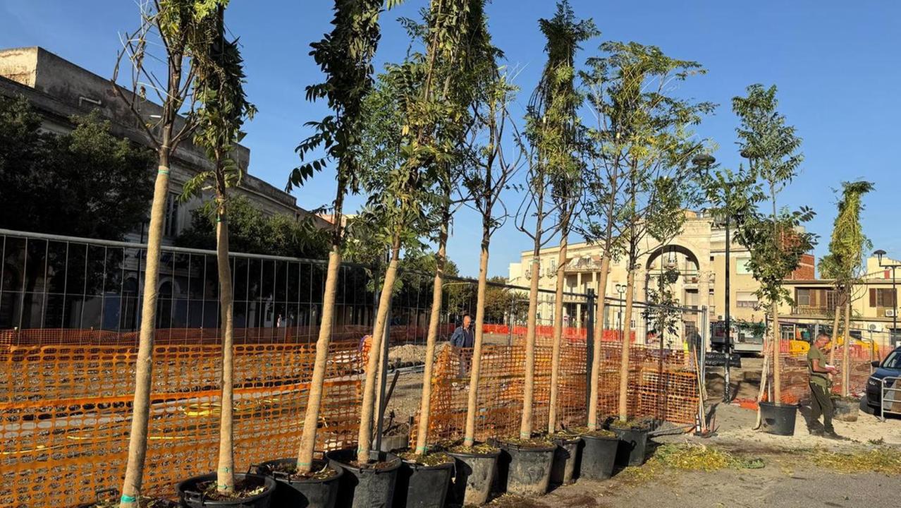 Tornano gli alberi in piazza Mariano a Oristano