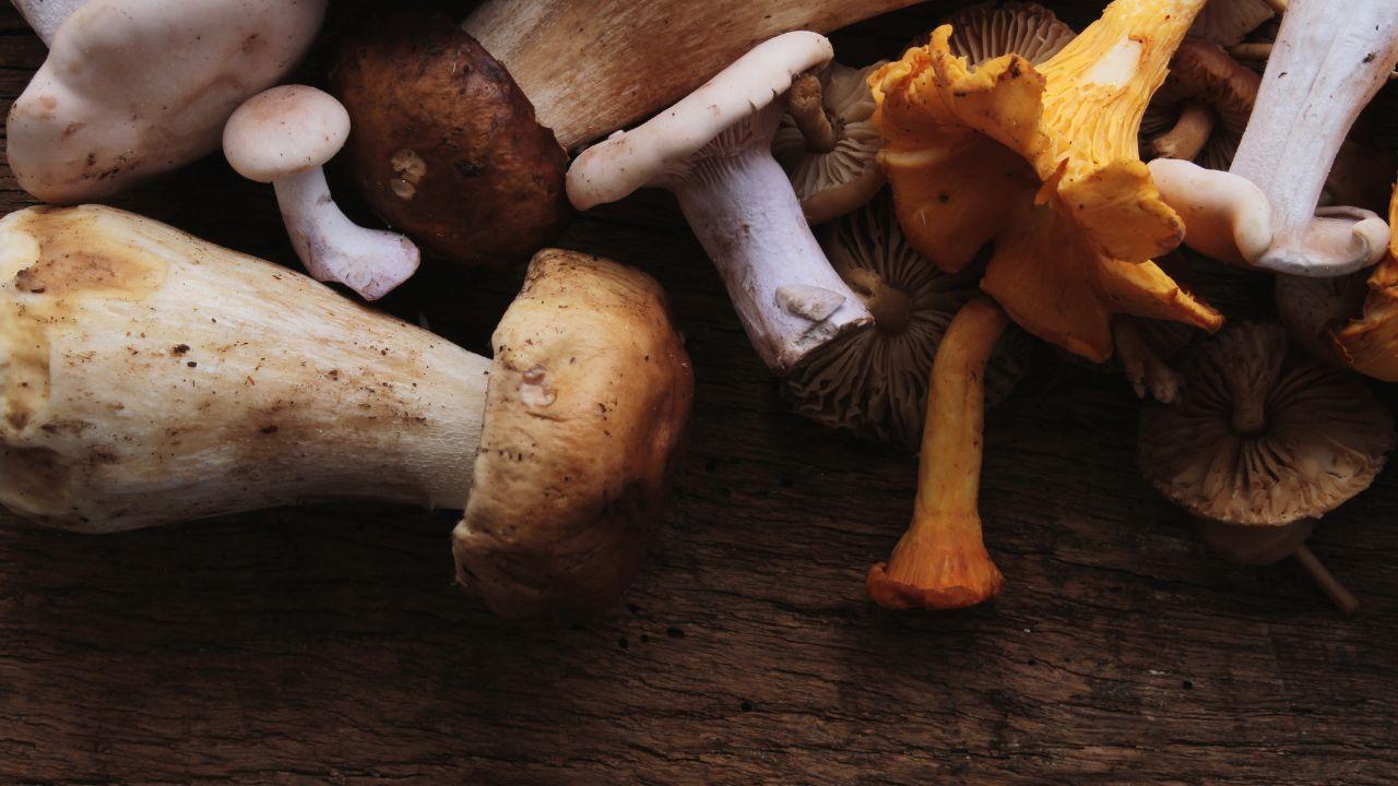 Una raccolta di funghi (foto di repertorio)