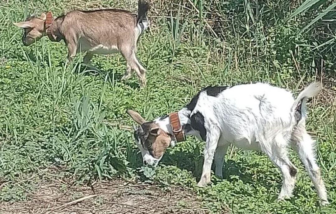 Sparita la capretta Molly, ricerche a Ostellato