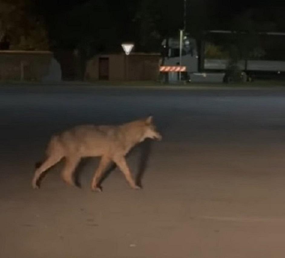 
	Uno dei due lupi immortalati nel video

