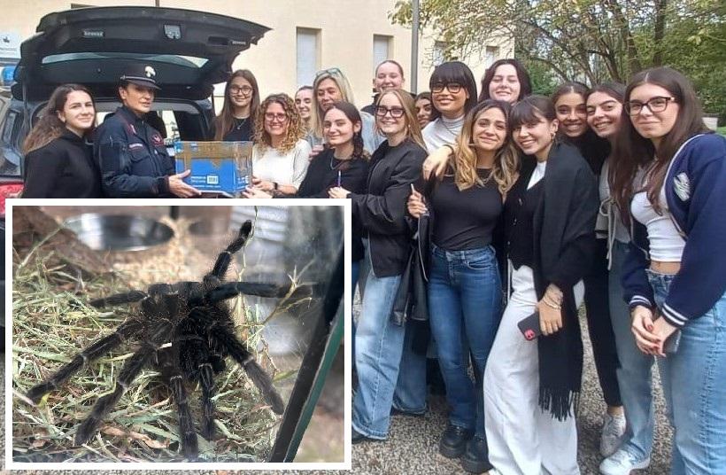 La tarantola del campus universitario recuperata e messa al sicuro