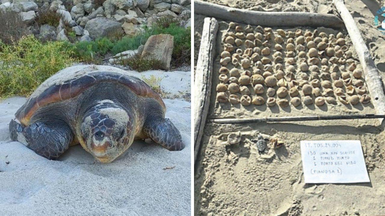 Le tartarughe sull'isola di Pianosa