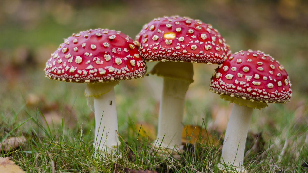 Mal da funghi, le raccomandazioni dell'esperto