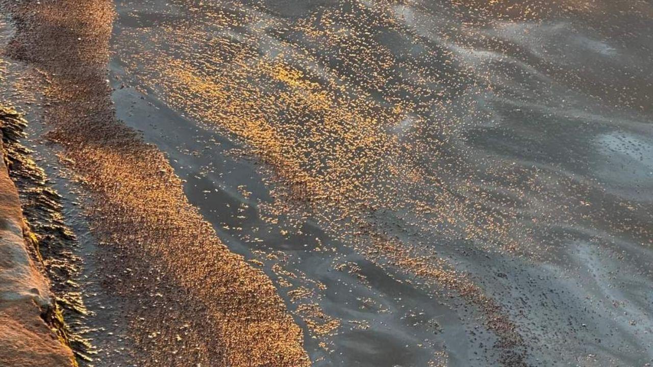 Mucchi di moscerini morti nelle acque della laguna (foto pubblicata sul gruppo “Orbetello com’è e come lo vorresti”)