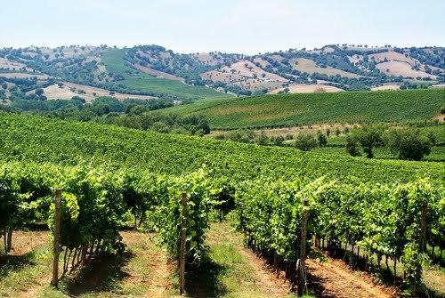 
	Uno scorcio delle vigne sulle Colline Grossetane

