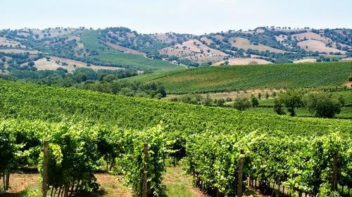 Uno scorcio delle vigne sulle Colline Grossetane