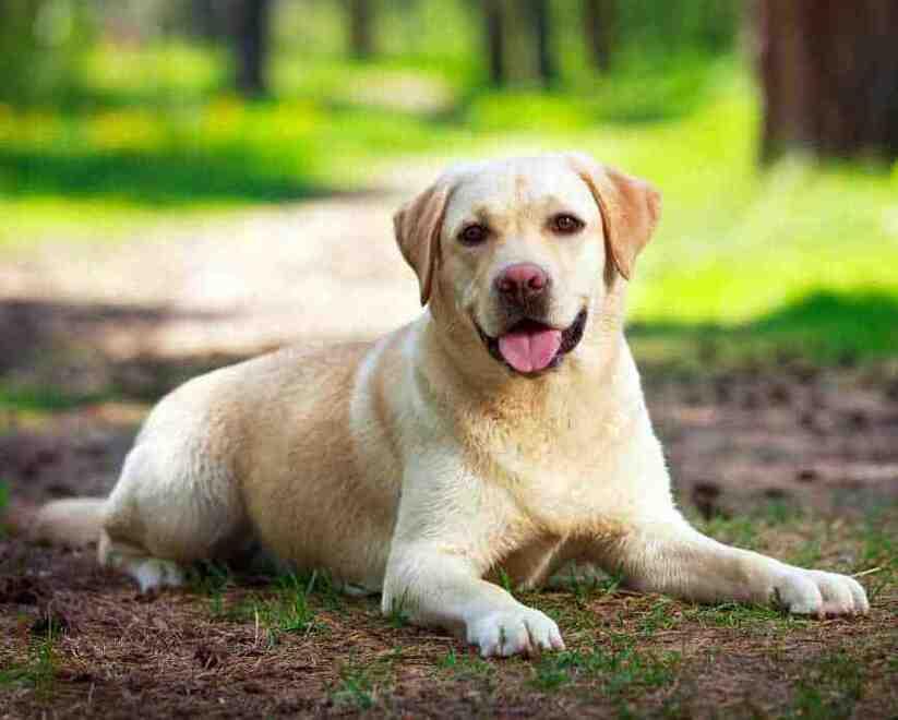 Pavullo, investe il cane dei vicini e scappa: 66enne finisce a processo