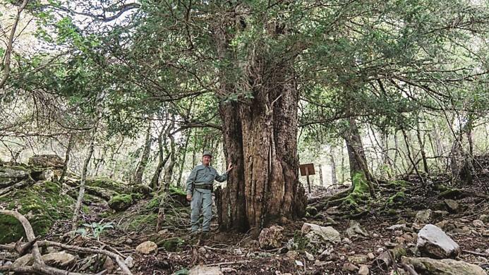 Il tasso di Urzulei in corsa per diventare l’albero dell’anno: ecco come votare