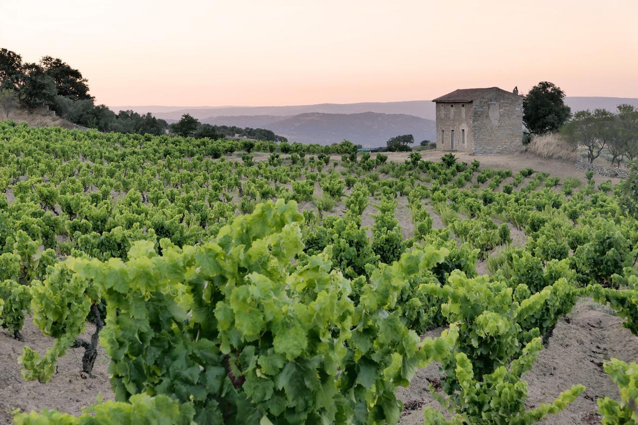 Il Vermentino nel mondo, dalle origini in Spagna alla California