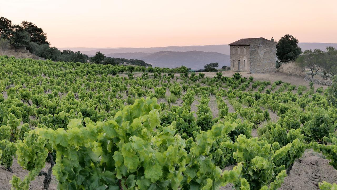 Il Vermentino nel mondo, dalle origini in Spagna alla California