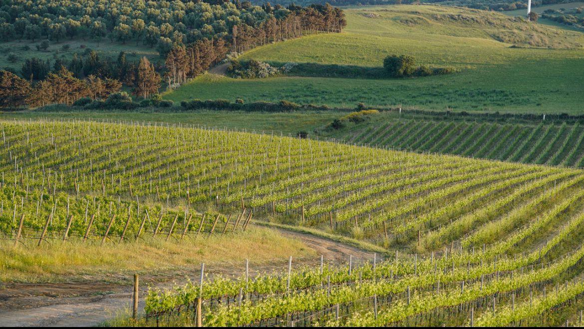 
	Le vigne di Vermentino della Cantina Su&rsquo;Entu di Sanluri

