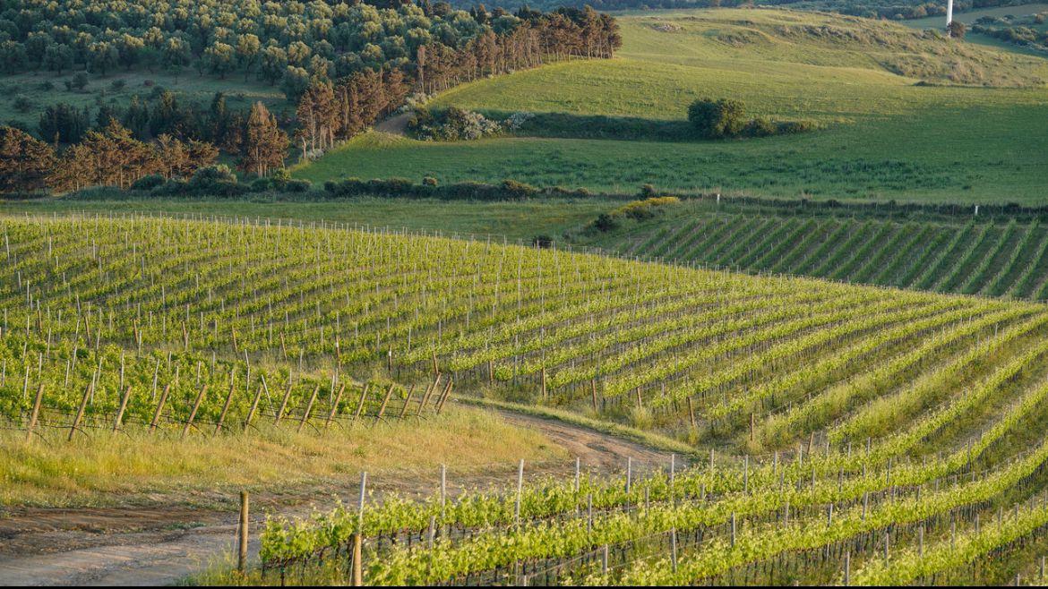 Le vigne di Vermentino della Cantina Su’Entu di Sanluri