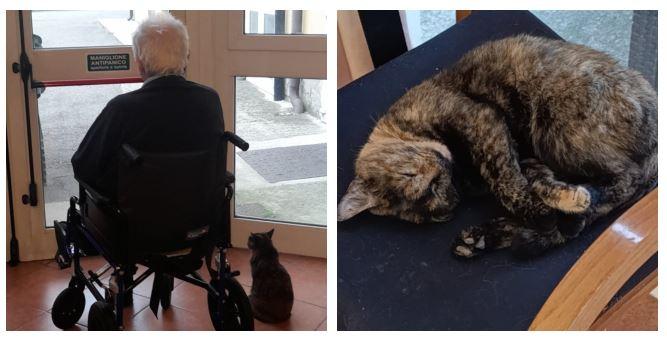 La gatta Viola è la mascotte degli anziani della casa di riposo