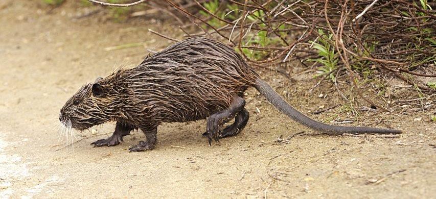 Ferrara, caso nutrie: «Maggiori risorse per il contrasto, l’obiettivo è l’eradicazione»