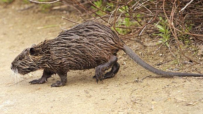 Ferrara, caso nutrie: «Maggiori risorse per il contrasto, l’obiettivo è l’eradicazione»
