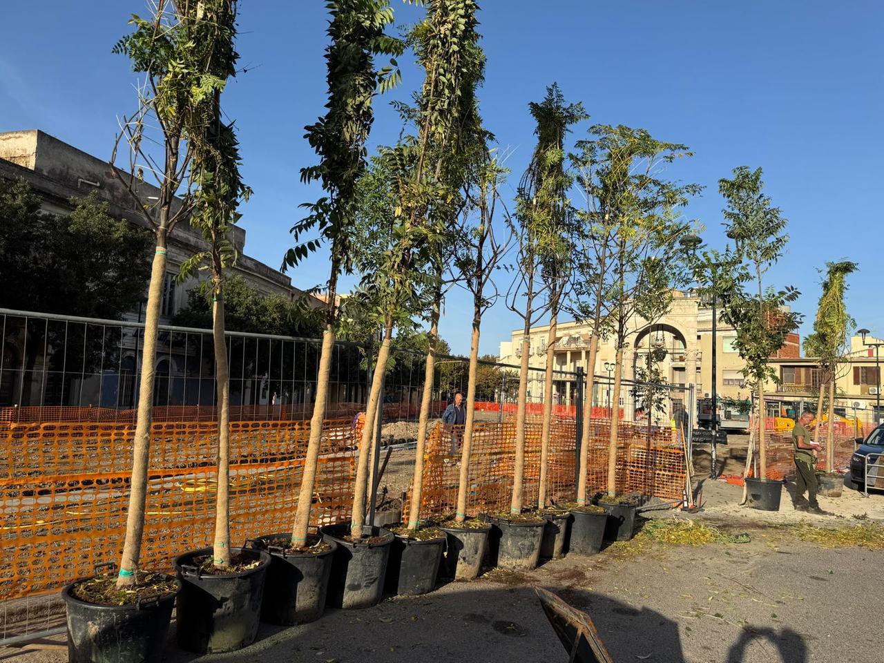 «Gli alberi messi a dimora in piazza Mariano sono sbagliati»: la beffa a Oristano