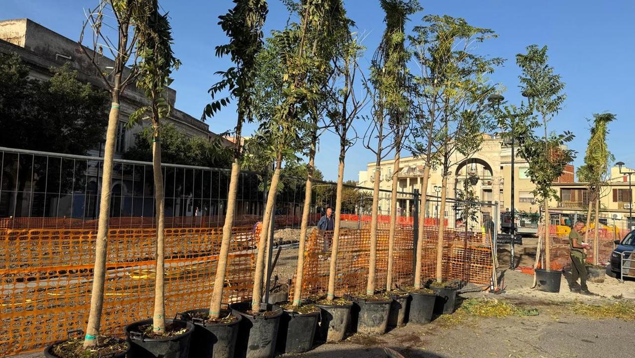 «Gli alberi messi a dimora in piazza Mariano sono sbagliati»: la beffa a Oristano