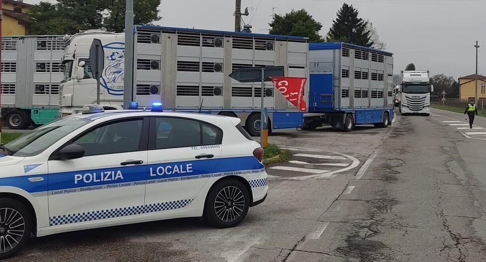 Protesta davanti alla Opas di Carpi: bloccati quindici camion con 2mila maiali e traffico in tilt