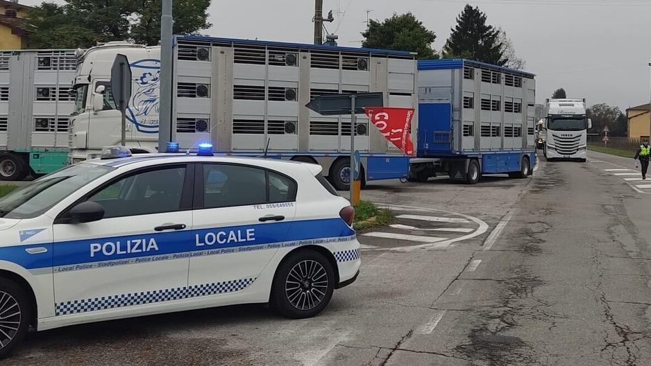 Protesta davanti alla Opas di Carpi: bloccati quindici camion con 2mila maiali e traffico in tilt