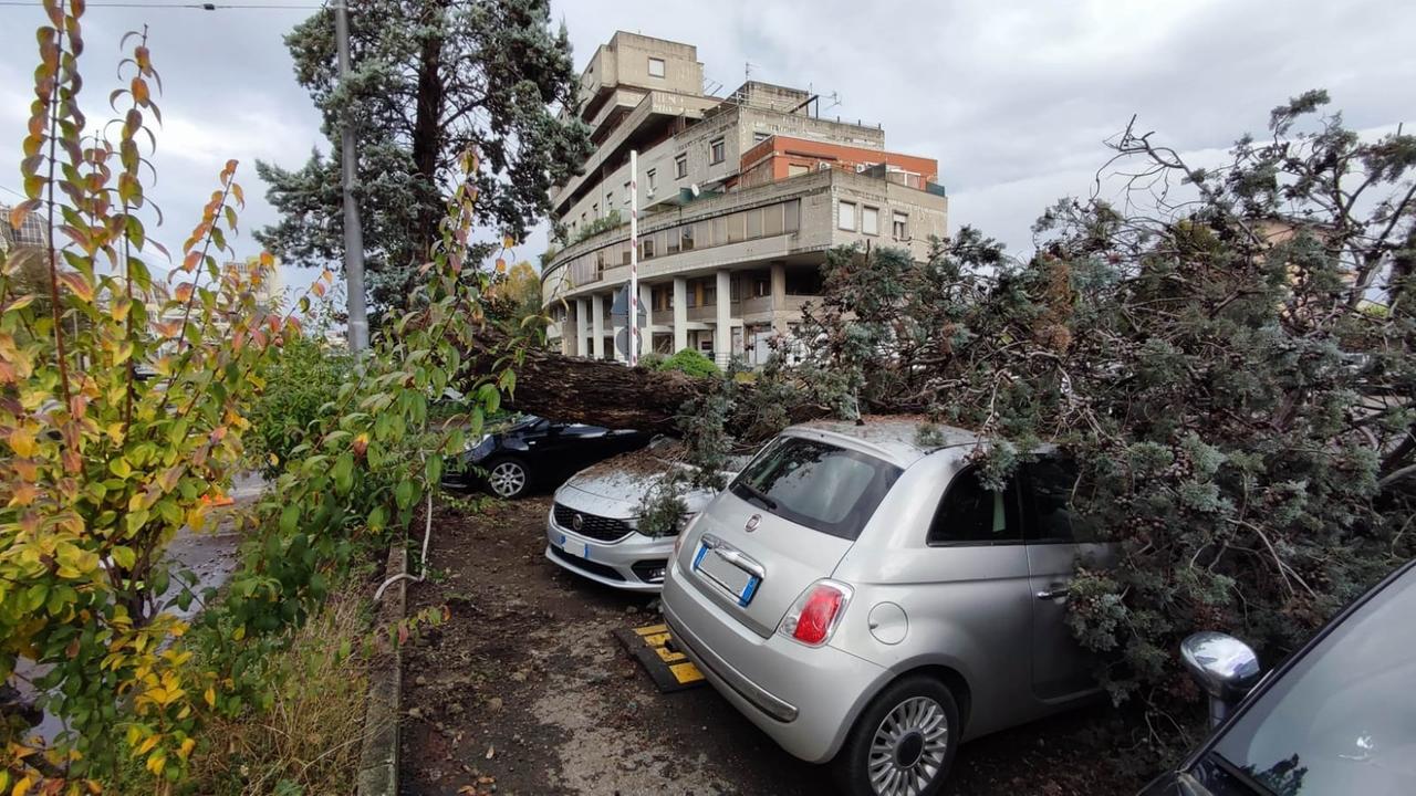 Maltempo a Modena, altro albero caduto: questa volta sulle auto in via Giardini