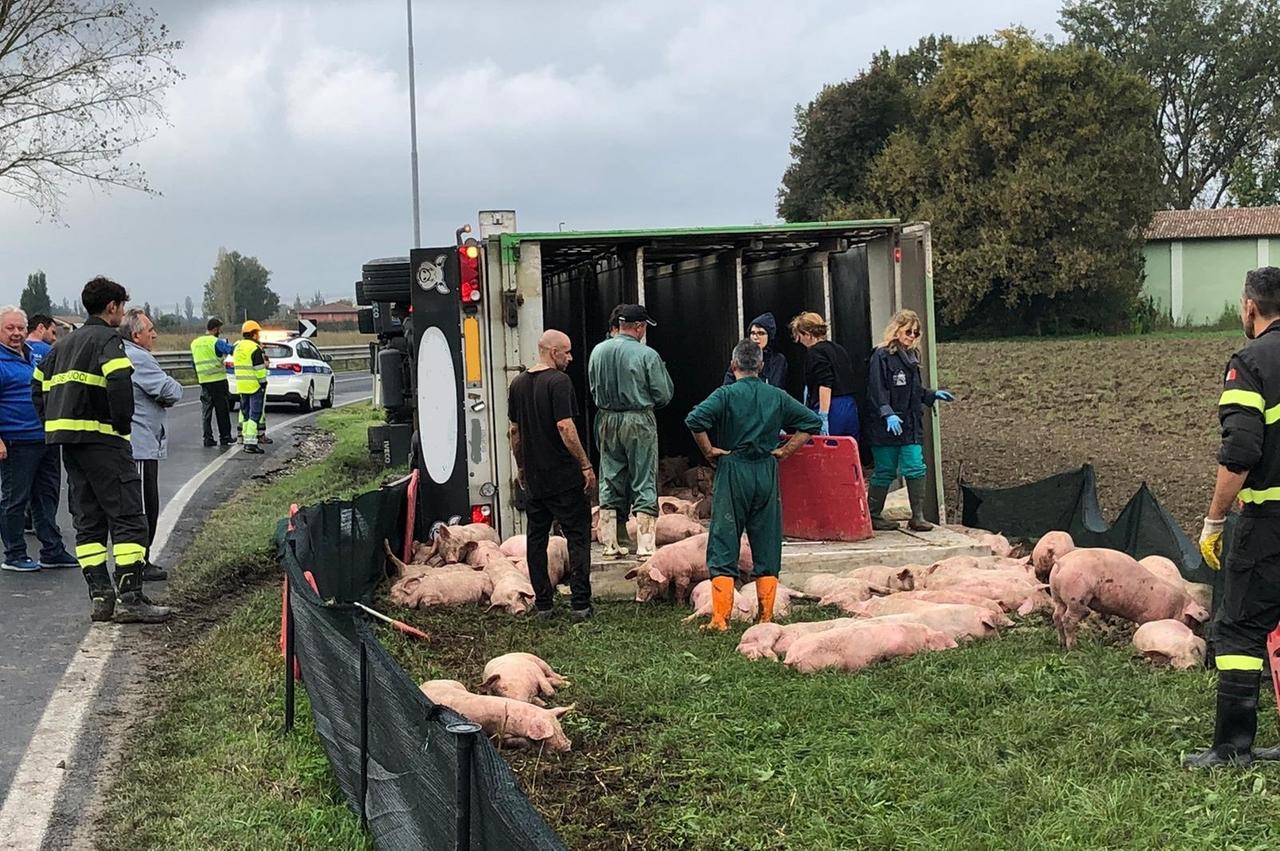 
	Il camion che trasportava maialini ribaltato a Massa Finalese

