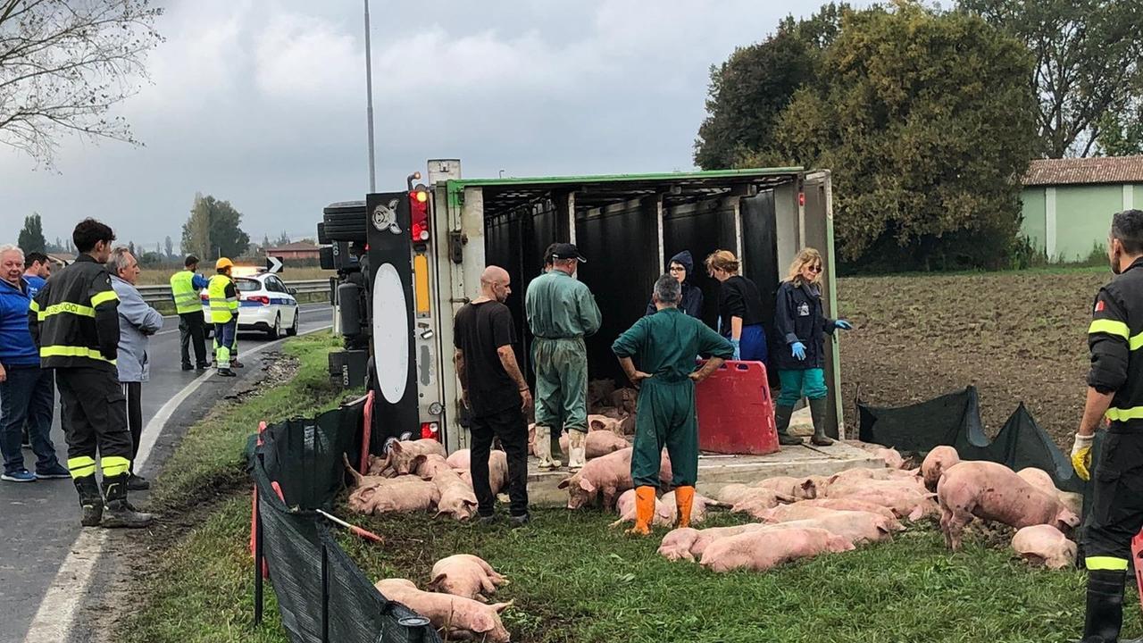 Il camion che trasportava maialini ribaltato a Massa Finalese