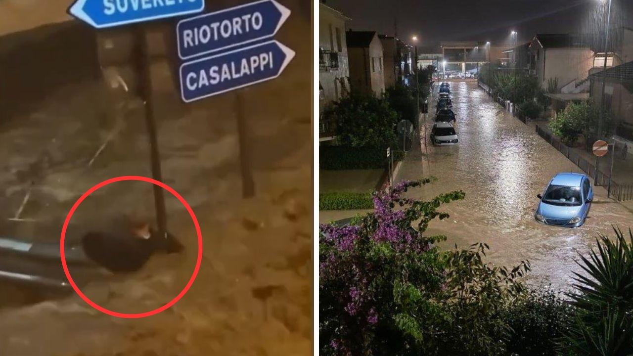 Alluvione a Venturina, l’immagine simbolo: Luciano aggrappato a un cartello per salvarsi dalla furia della piena