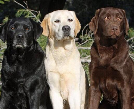 
	Nella foto tre esemplari di labrador (foto d&rsquo;archivio)

