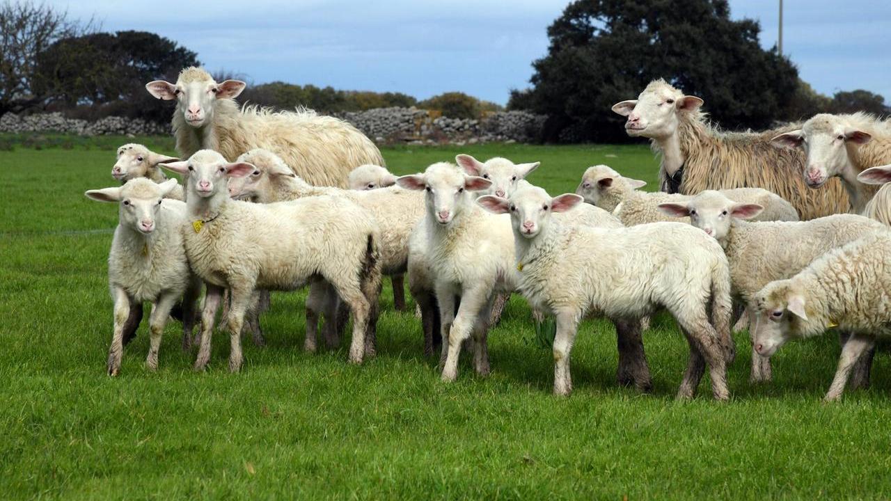 “Sa paradura”, un pranzo solidale per aiutare l’azienda agricola di Luca Pala nel Montefeltro