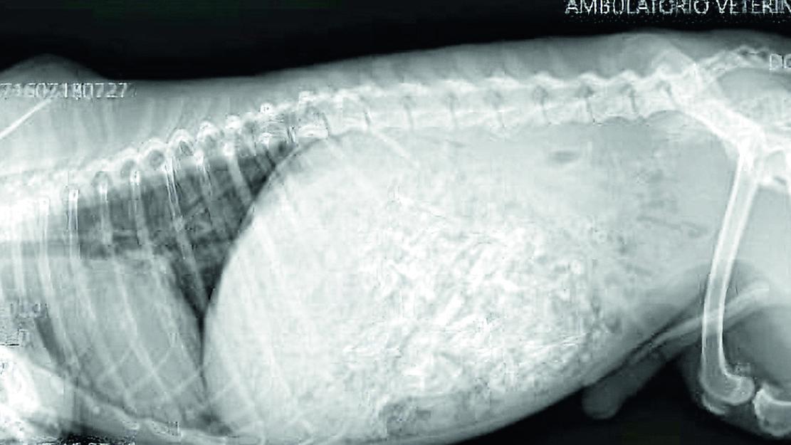 Bosco Mesola, ingoia una gallina intera: la corsa per salvare il cane Cookie