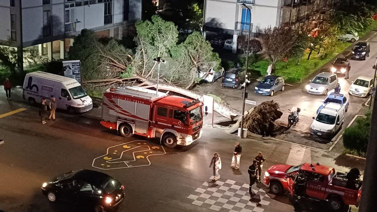 Il pino crollato a Grosseto