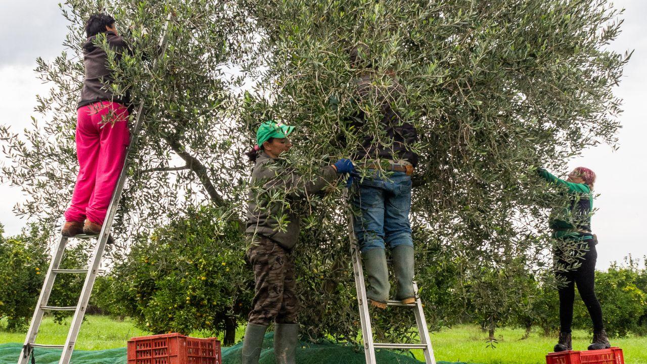 
	La raccolta delle olive (foto archivio)


