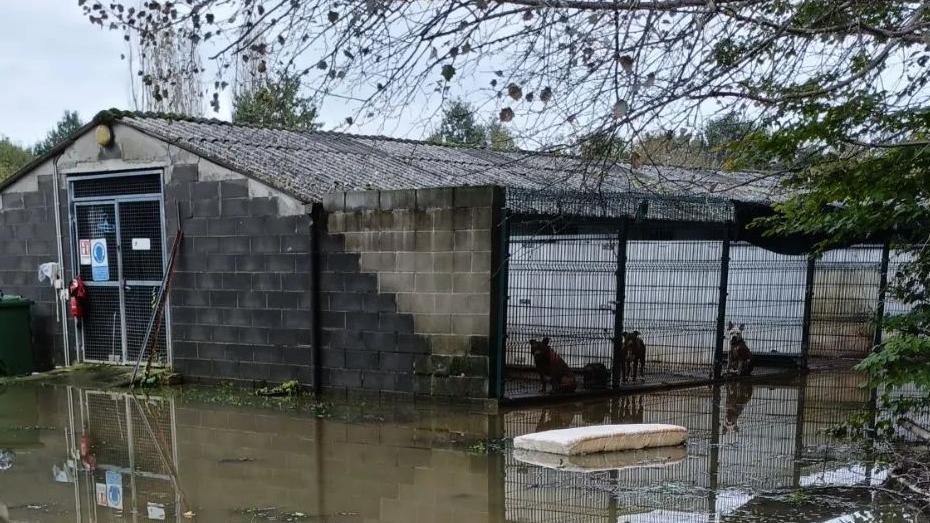 Sott’acqua il canile di Cella: un cane è morto e farmaci da buttare