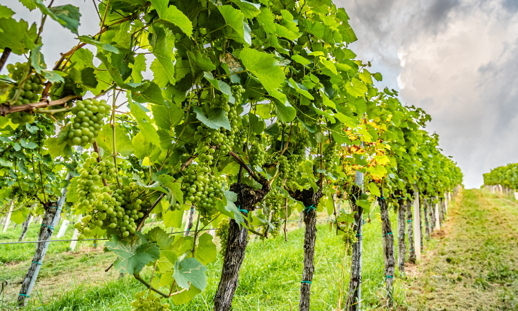 Festival della malvasia: ecco il programma della tre giorni