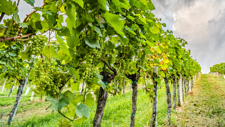 Festival della malvasia: ecco il programma della tre giorni