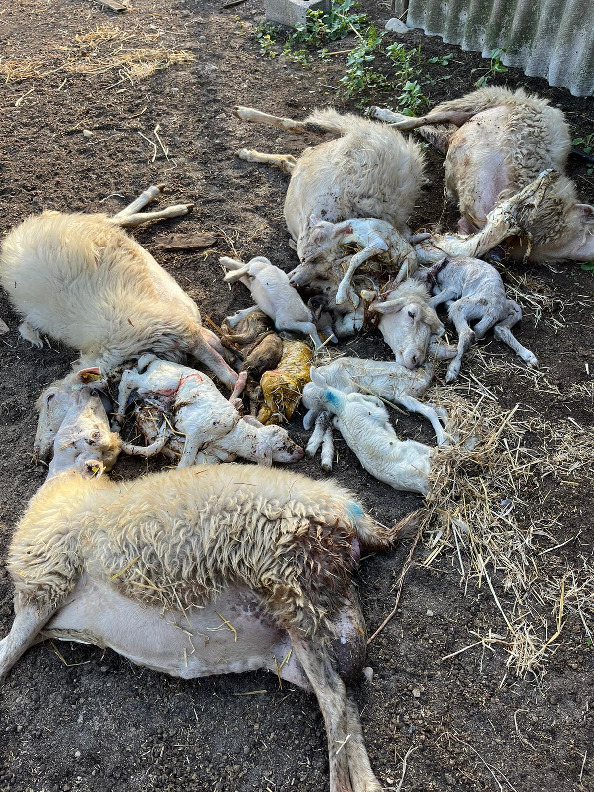 A Nuoro ritorna la Lingua blu: pecora infetta in un allevamento