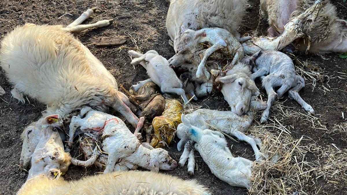 A Nuoro ritorna la Lingua blu: pecora infetta in un allevamento