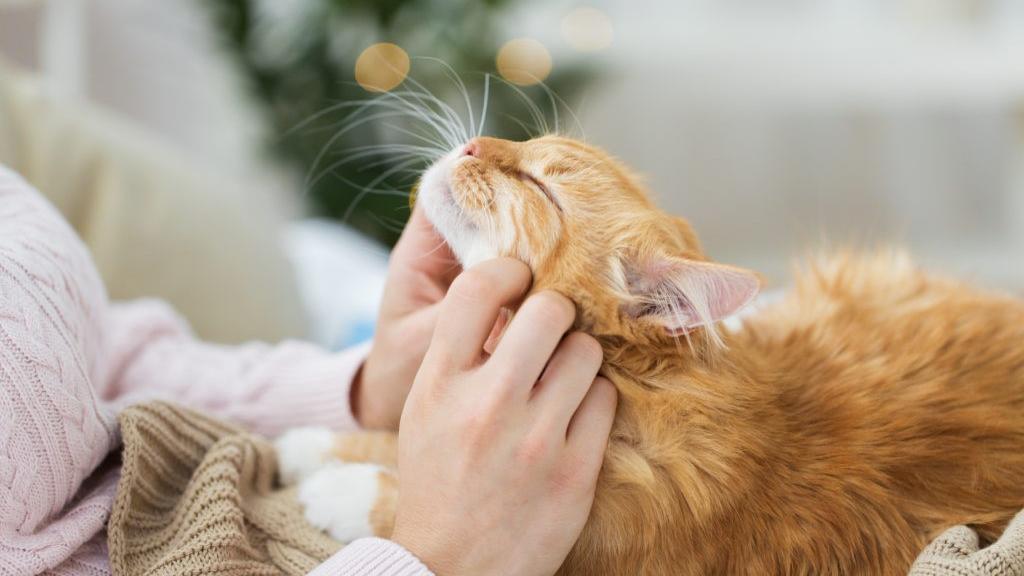 Quando il gatto fa le fusa