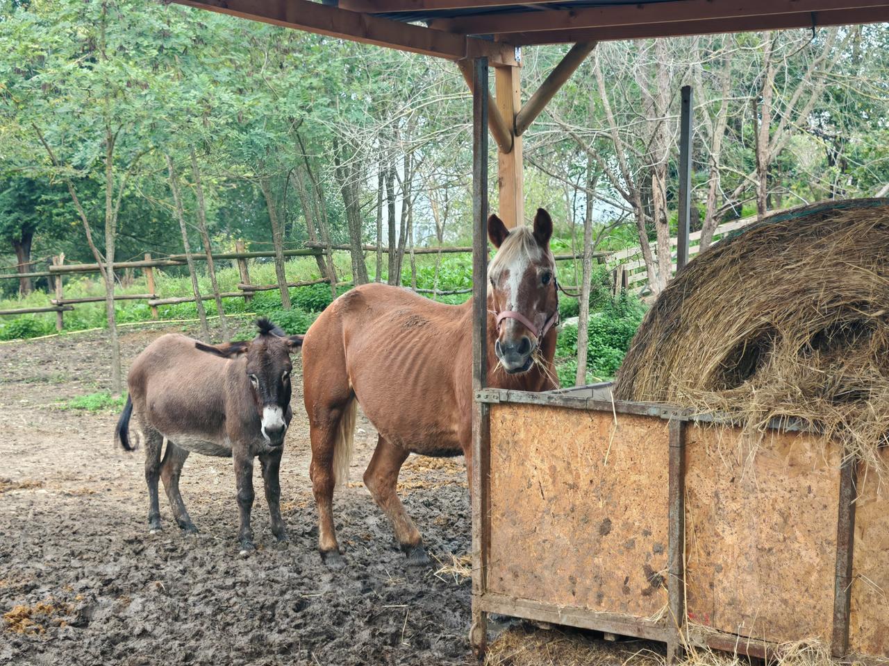 Ferrara, arriva la piena del fiume Po: soccorso ai cavalli