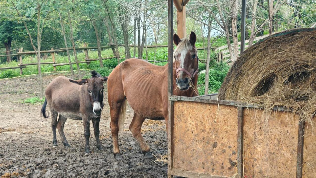 Ferrara, arriva la piena del fiume Po: soccorso ai cavalli