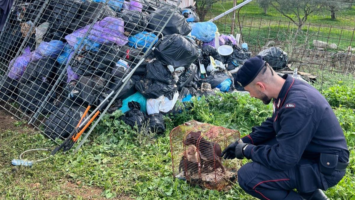 I carabinieri scovano un canile lager a Flumini di Quartu
