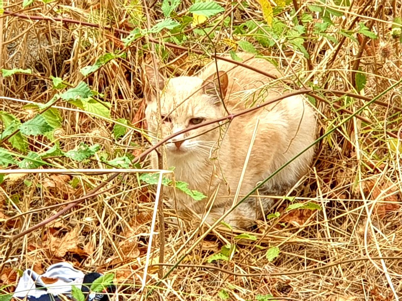 Allarme a Olbia: «Cani e gatti maltrattati da bande di ragazzini»