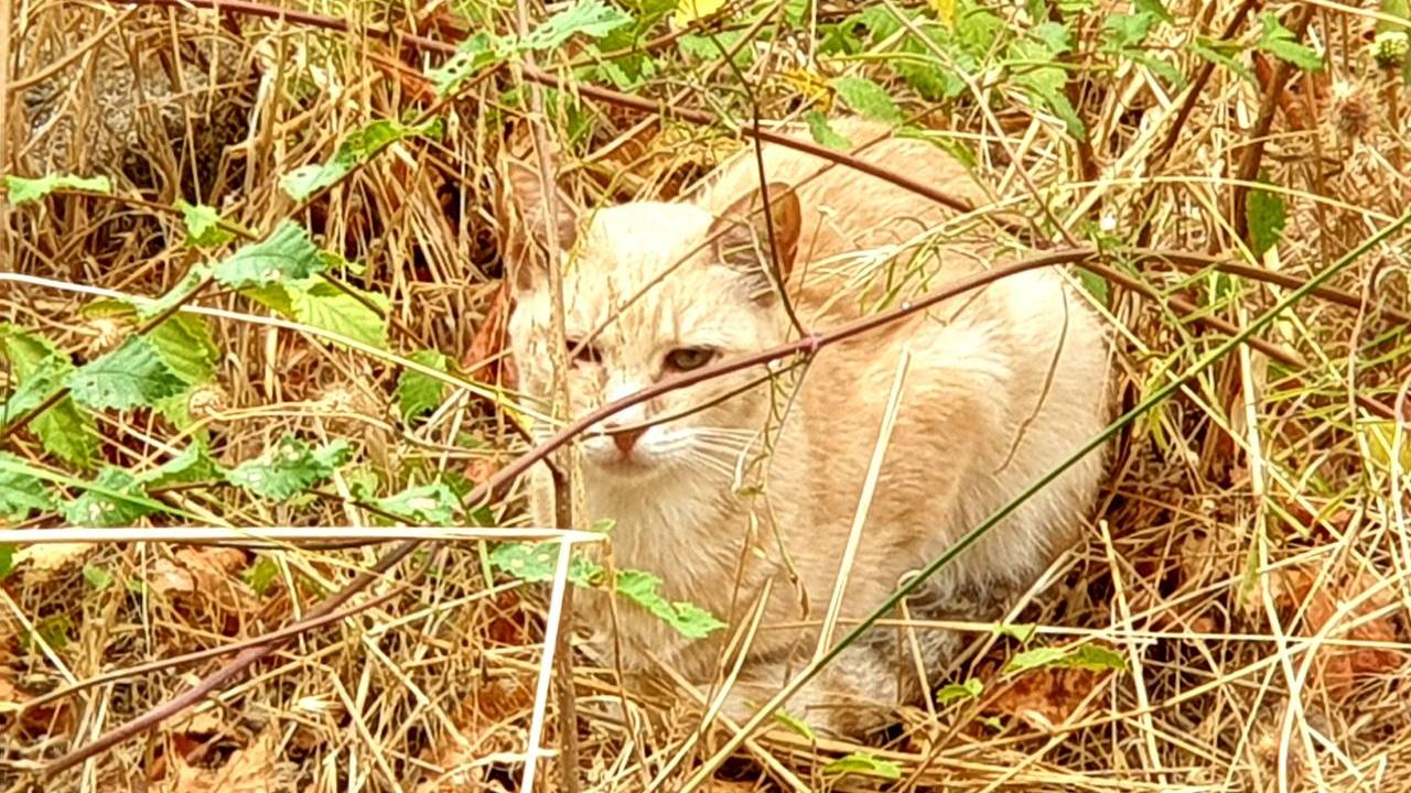 Allarme a Olbia: «Cani e gatti maltrattati da bande di ragazzini»