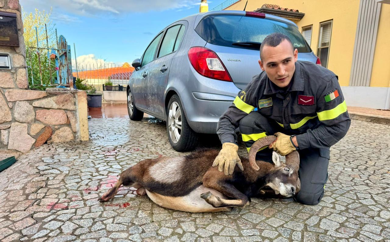 Muflone resta infilzato in una ringhiera: lo spettacolare salvataggio dei vigili del fuoco