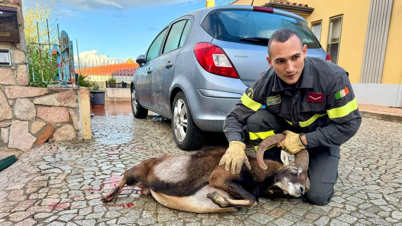 Muflone resta infilzato in una ringhiera: lo spettacolare salvataggio dei vigili del fuoco