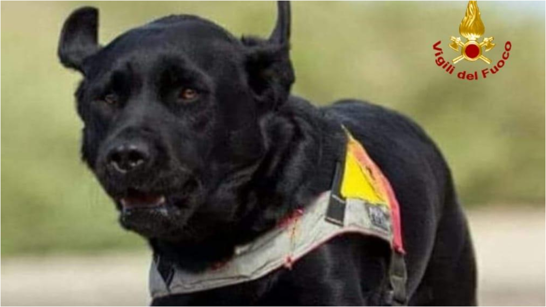 
	Asia labrador dei vigili del fuoco di Cagliari&nbsp;

