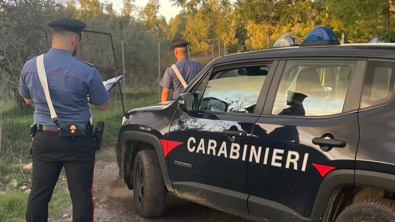 Scoperto terreno con 130 piante di marijuana: un arresto