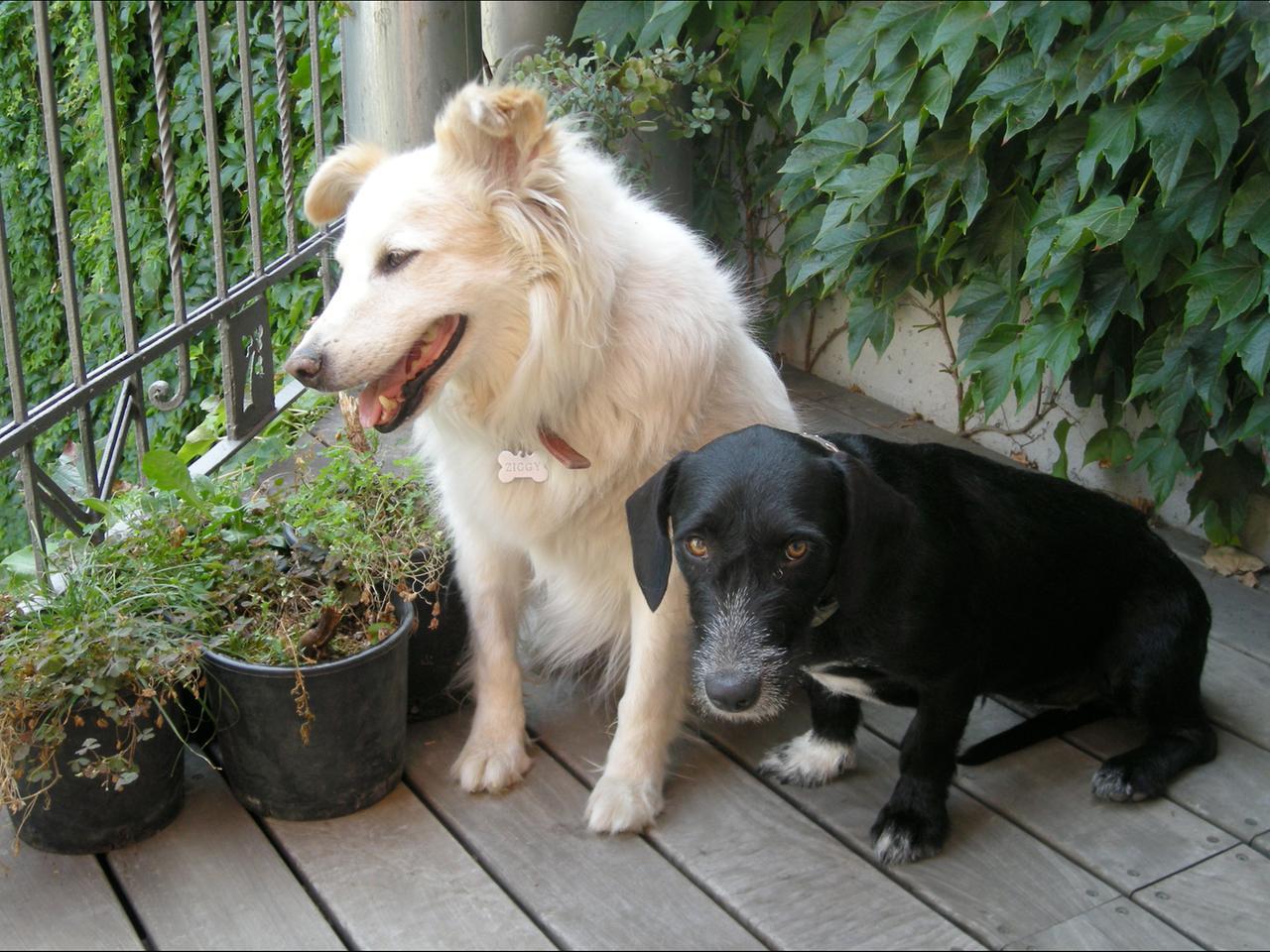 cani randagi adottati