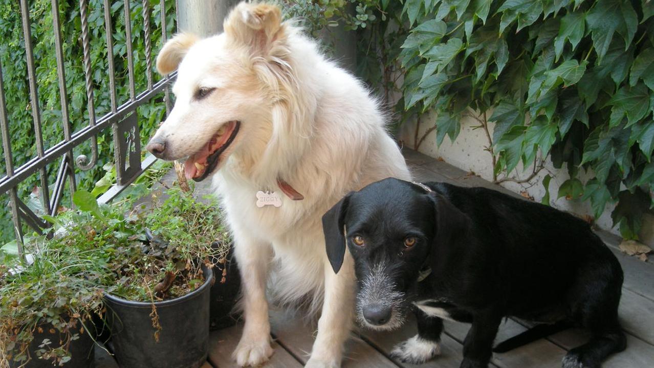 cani randagi adottati