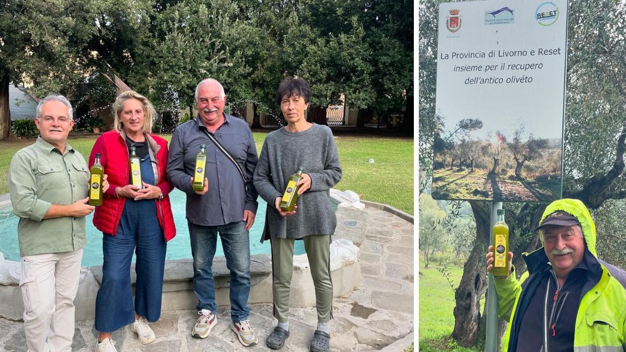 L’oliveta del ’700 e il suo primo “oro”: a Livorno ecco l’olio della villa Maurogordato